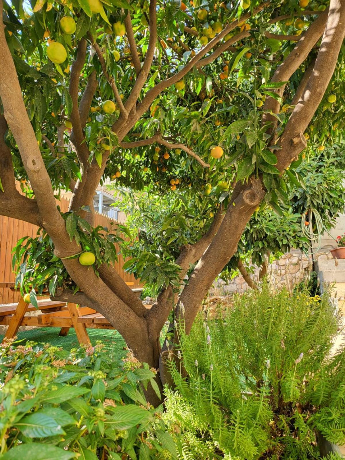 Maria'S Guesthouse - Uphill View Of Nazareth F Eksteriør bilde